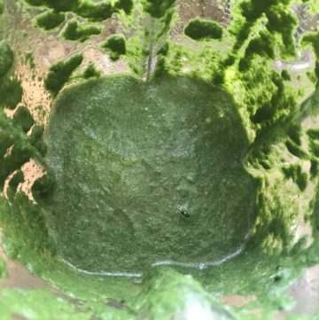 mint cilantro green chutney mint cilantro green chutney