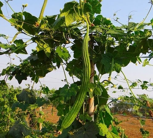 ridge gourd on the plant