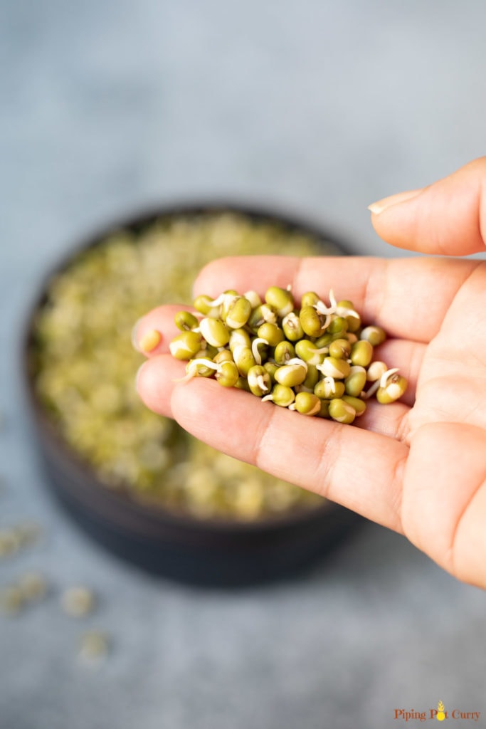 sprouted lentils in the fingers of the hand