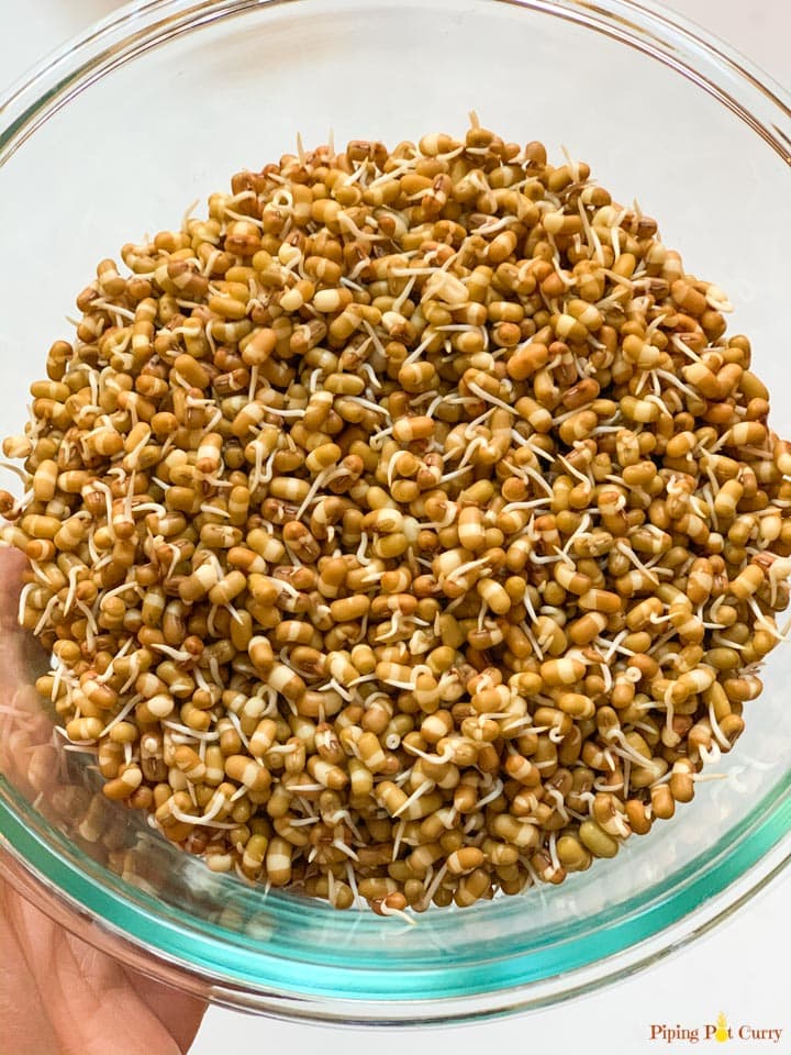 Sprouted moth beans in a glass bowl