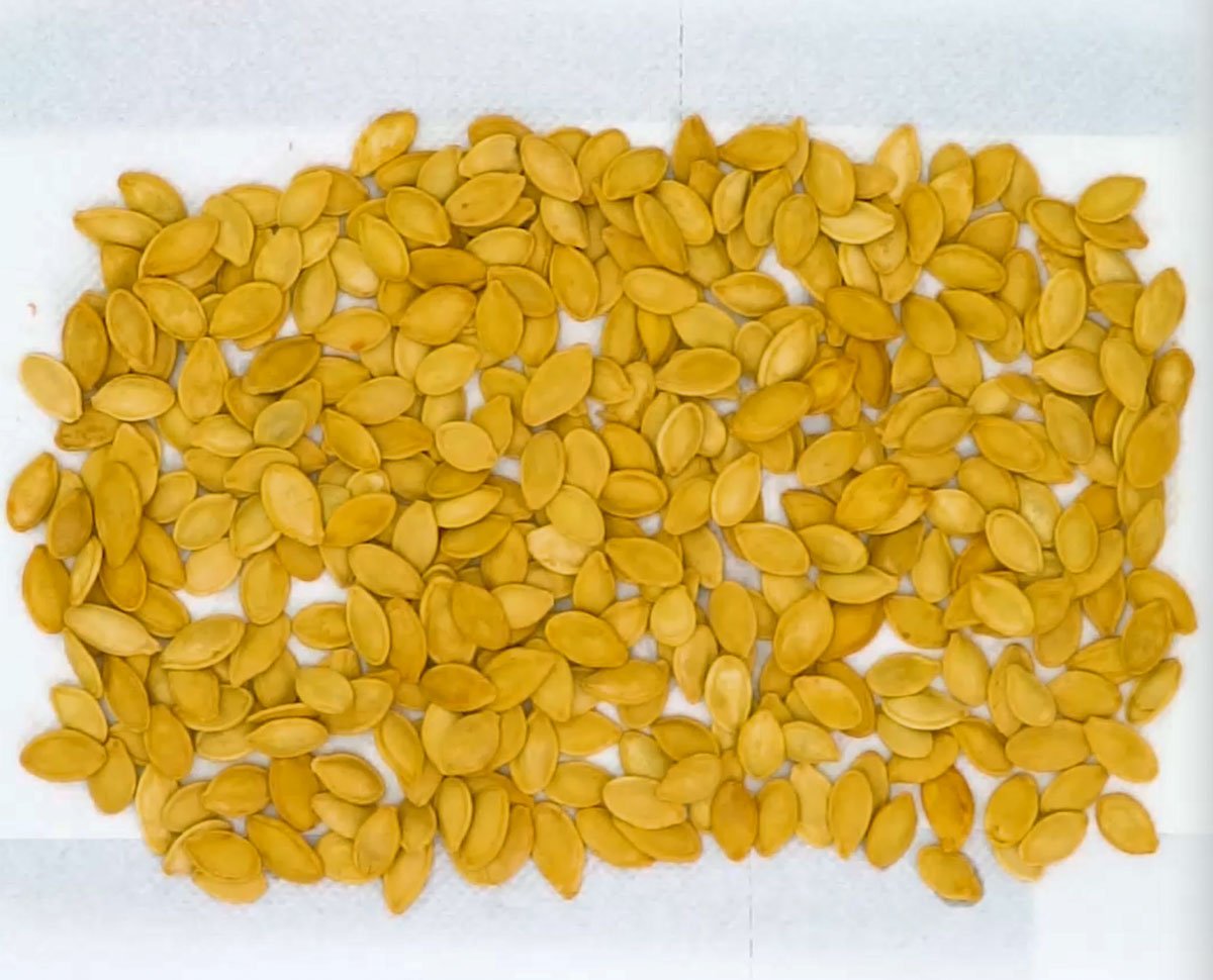 cleaned pumpkin seeds on a parchment paper
