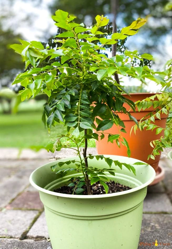 Curry leaves plant in a pot