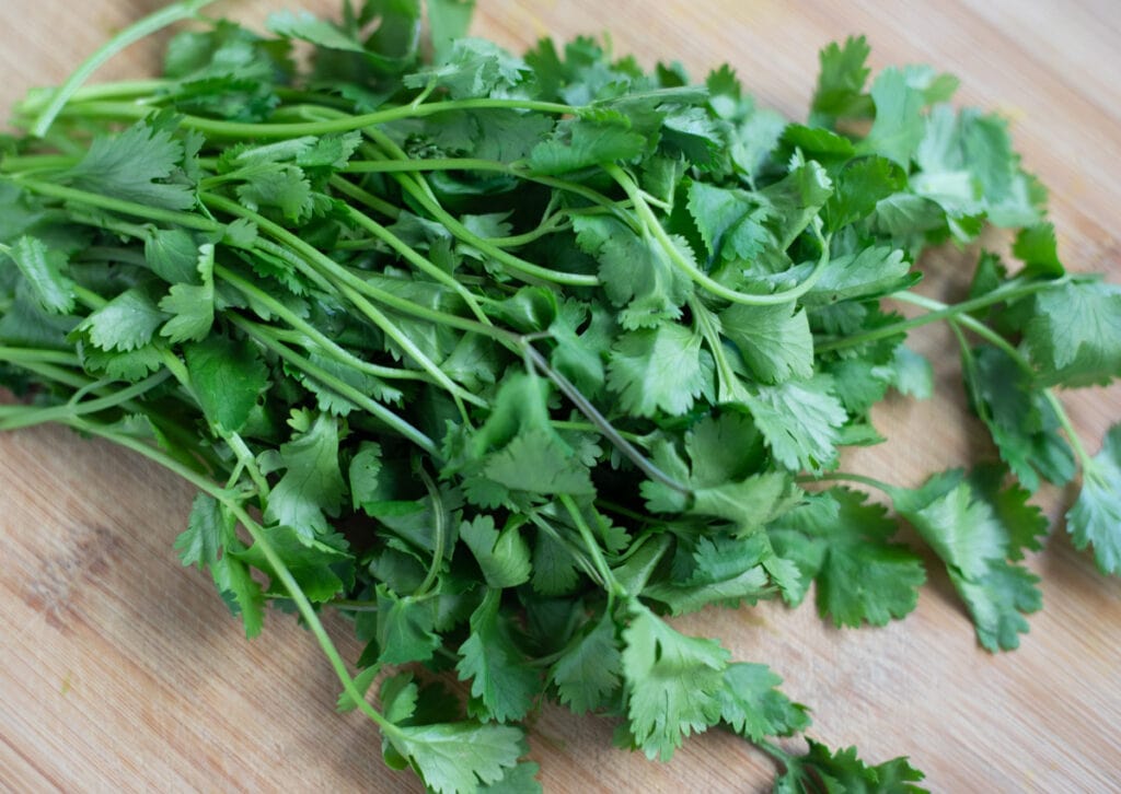 fresh cilantro bunch on a wooden cutting board