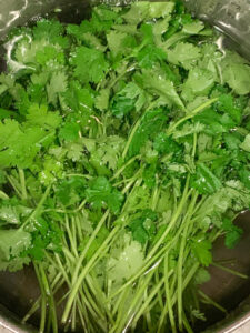 cilantro bunch being washed in a bowl of water