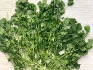 Cilantro spread on a kitchen towel to dry