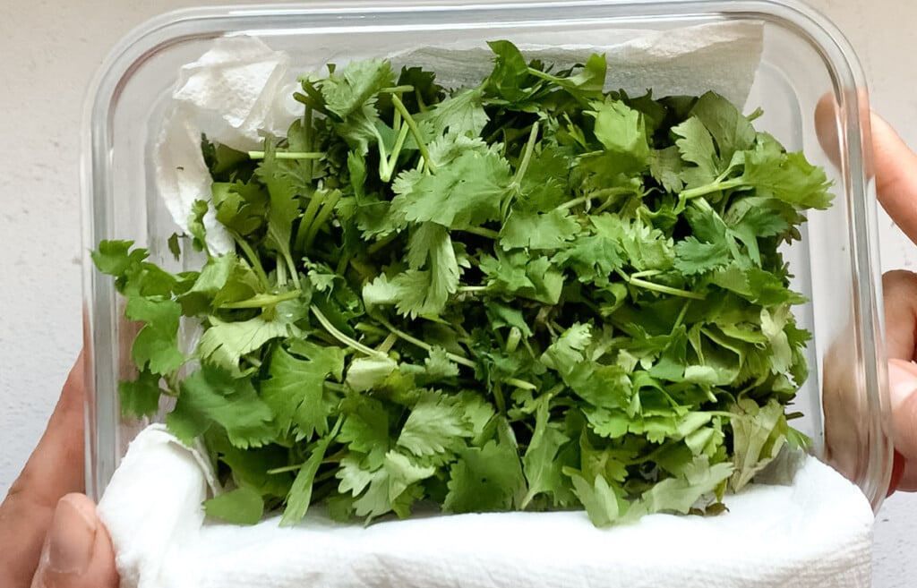 How to Store Cilantro   Buy  Cut    Use  - 98