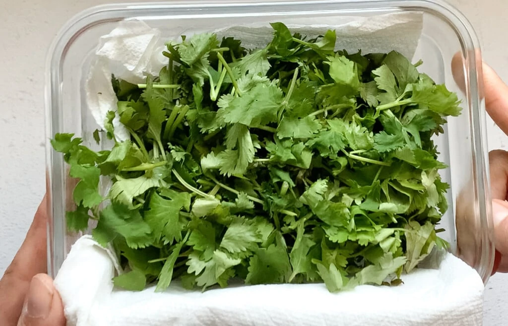 Chopped Cilantro that has been stored for a month in an air tight container lined with paper towel