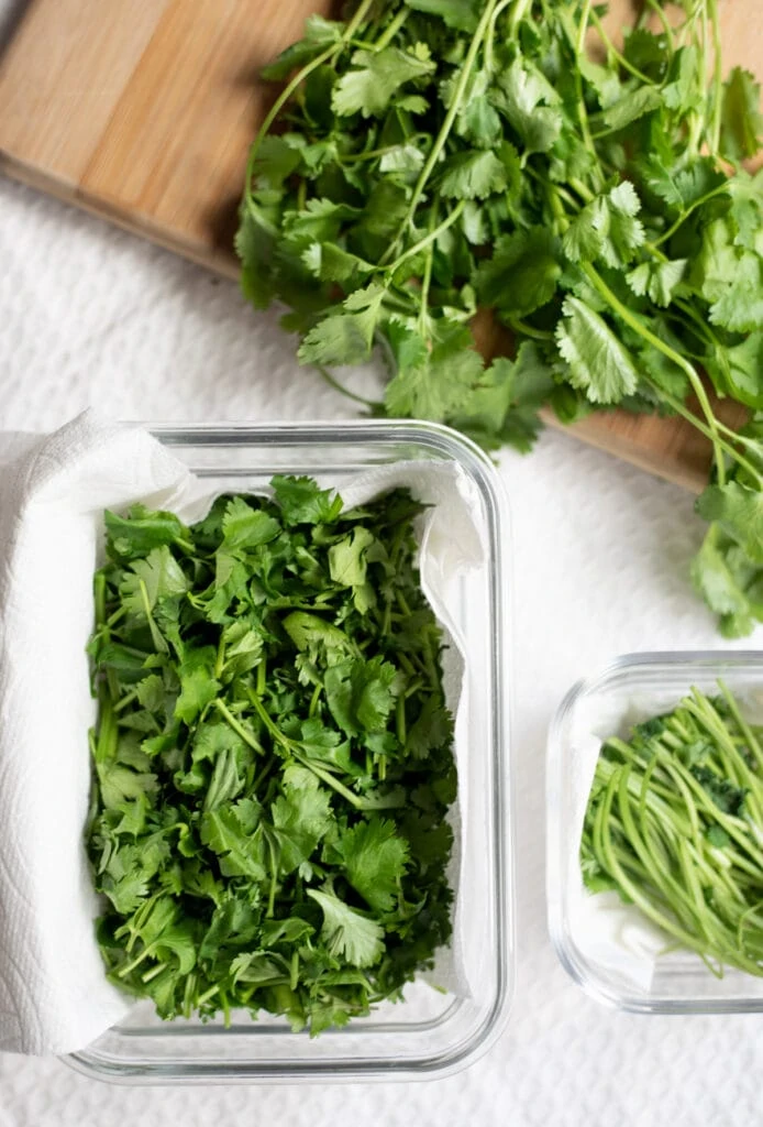 cilantro stems and leaves in separate containers lined with paper towels for storage