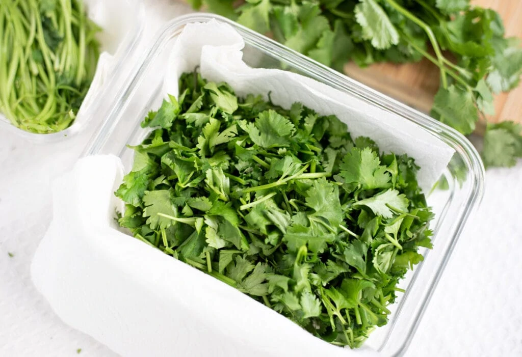 Chopped Cilantro leaves in a container lined with paper towel