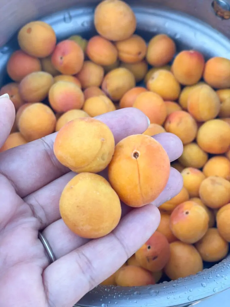 freshly picked apricots in a bowl and hand 