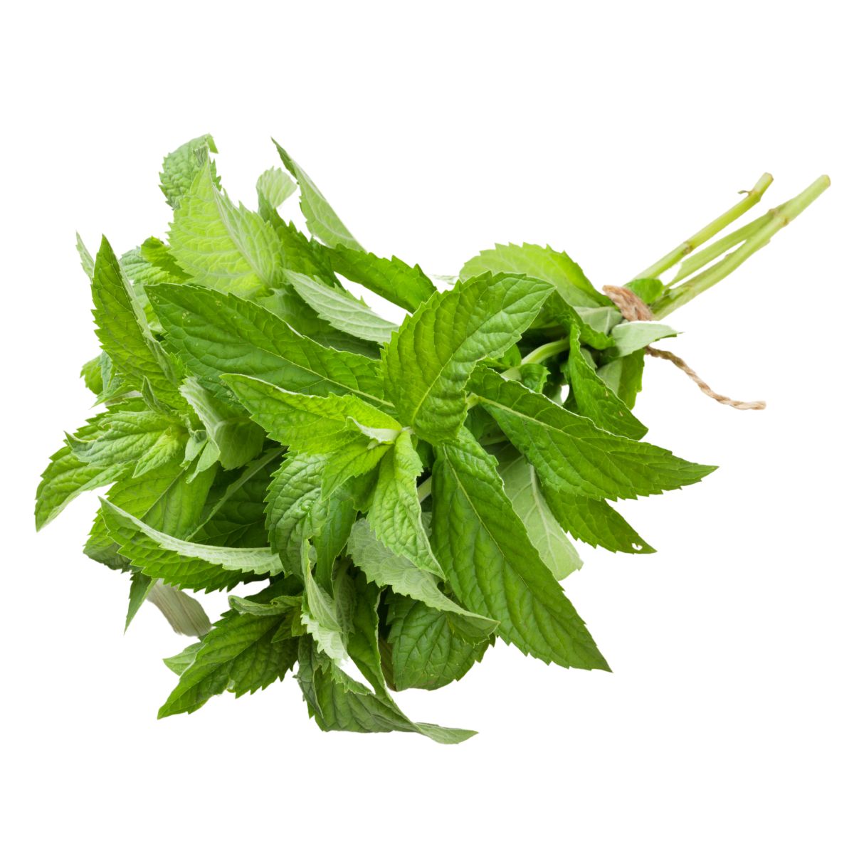 Mint leaves bunch tied with thread