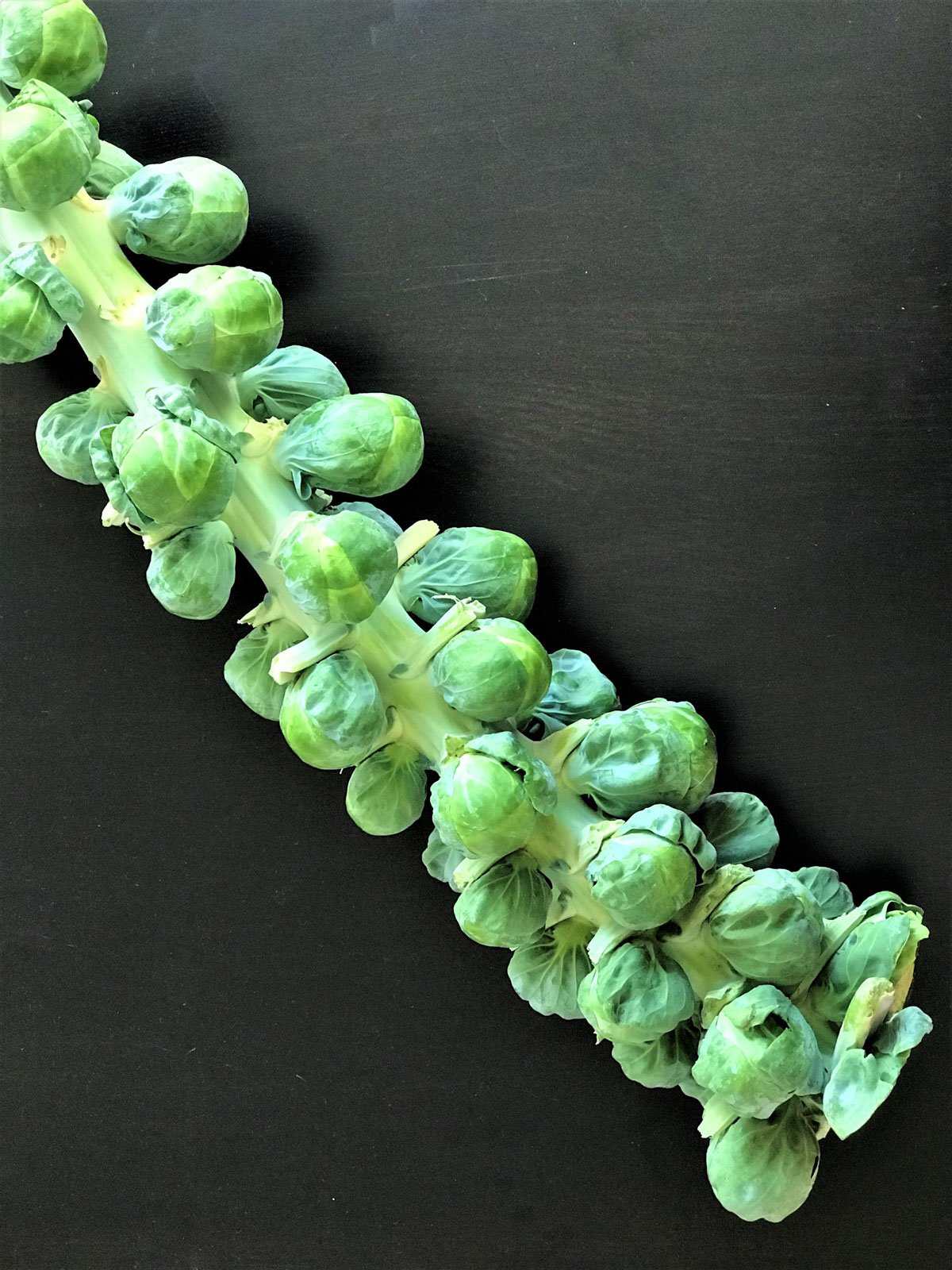 Fresh Brussels sprouts on a stalk